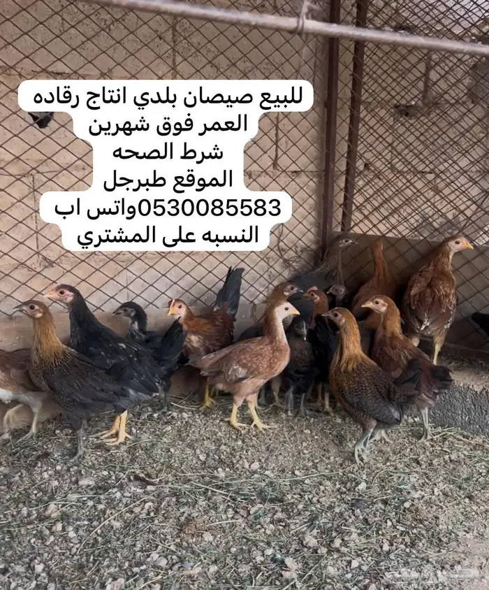 للبيع فراريج دجاج بلدي انتاج رقاده 0