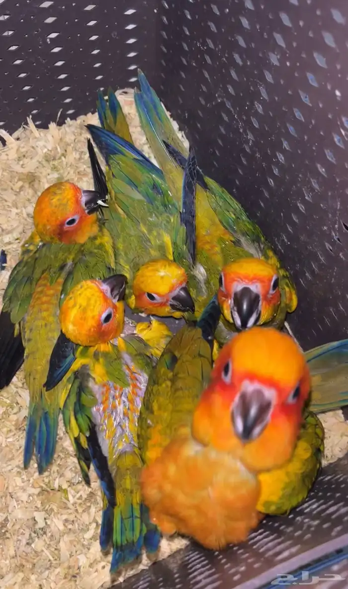 فروخ صني كنيور 0