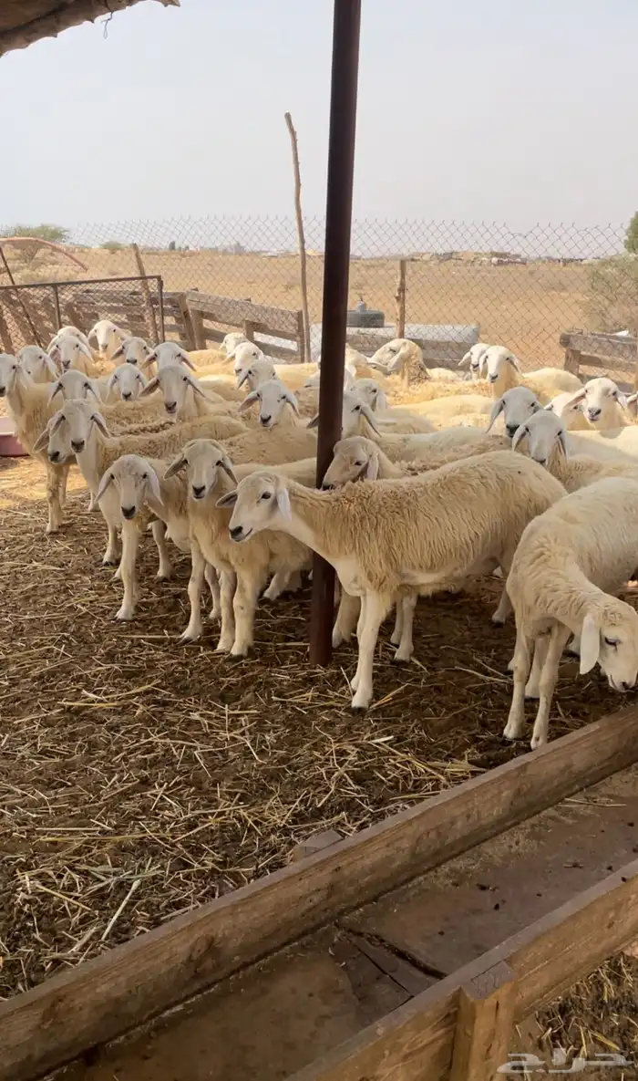 رخال حريه للبيع 5