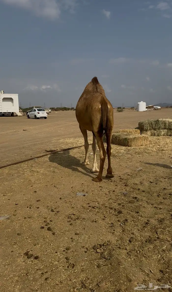 لقحه للبيع 4