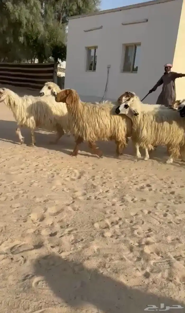 غنم عرب بيض 0