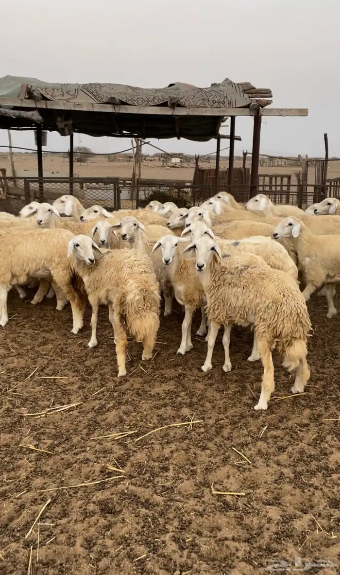 رخال حريه للبيع 2