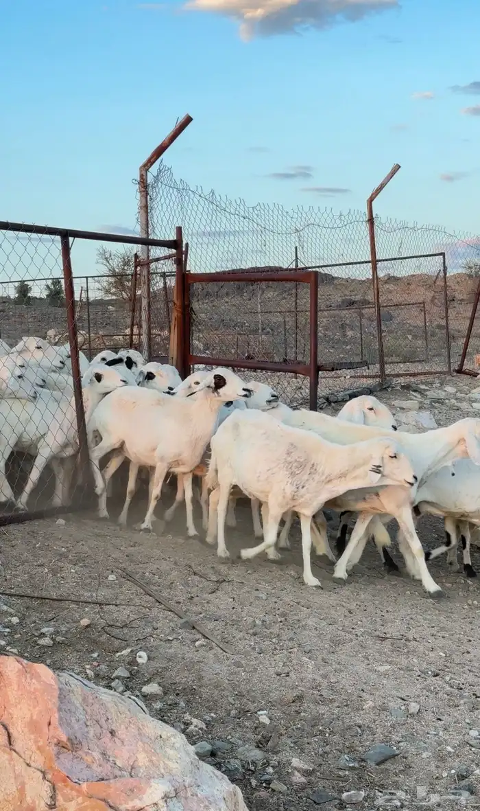 ضان مراح شهران 3