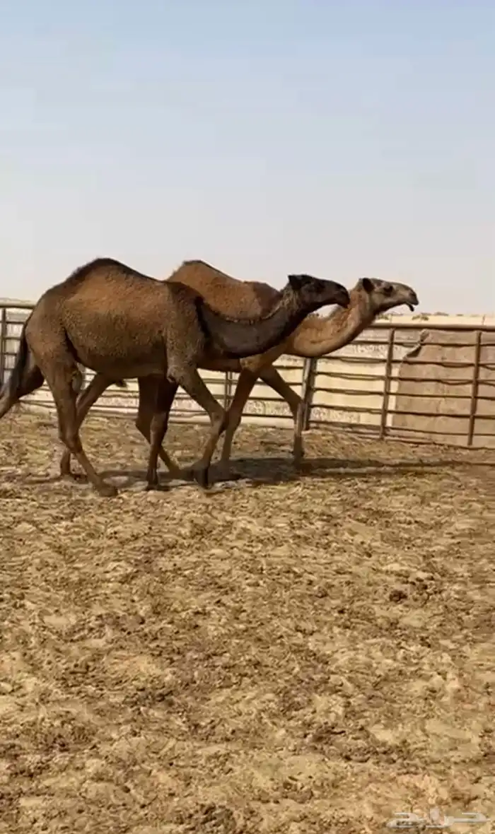 بكار صفر طيبه 1