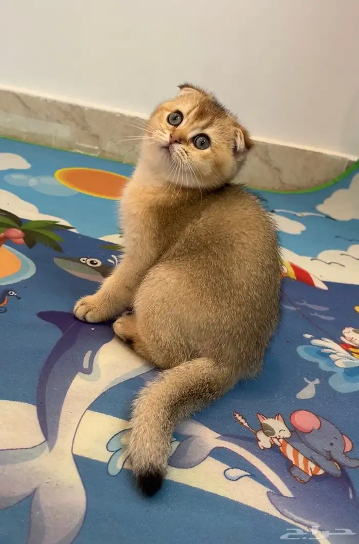 قط سكوتش فولدNY-11 1