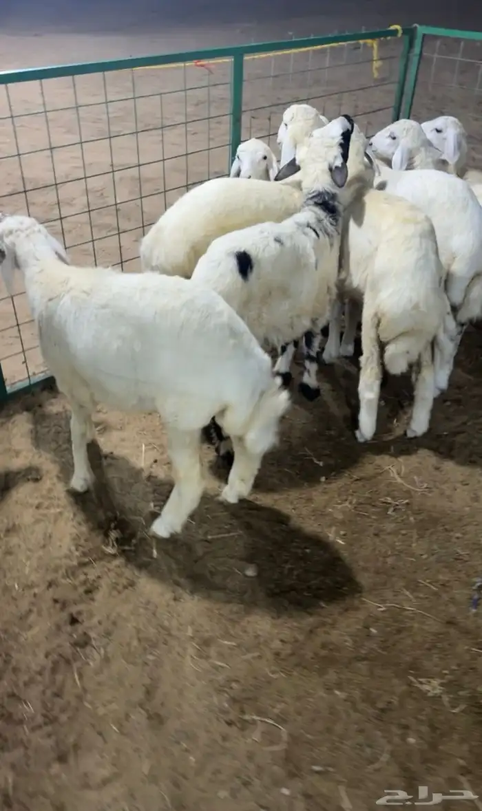 تم البيع الله يبارك للمشتري ويرزقنا ويرزق كل من يقراء 3