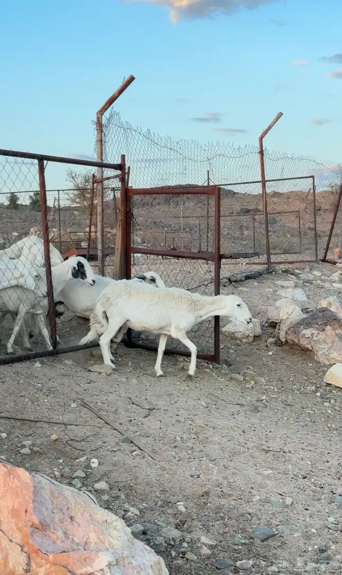 ضان مراح شهران 0