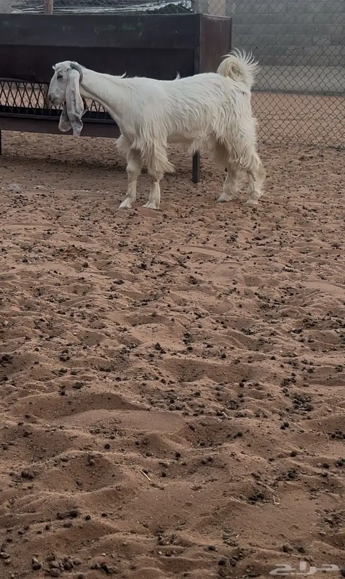 جفره بيضاء خصممم 3