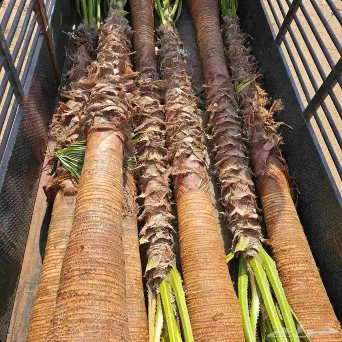 نخل للبيع نقايل جثايث خلاص صقعي سكري شيشي سلج غر برحي هلالي 5