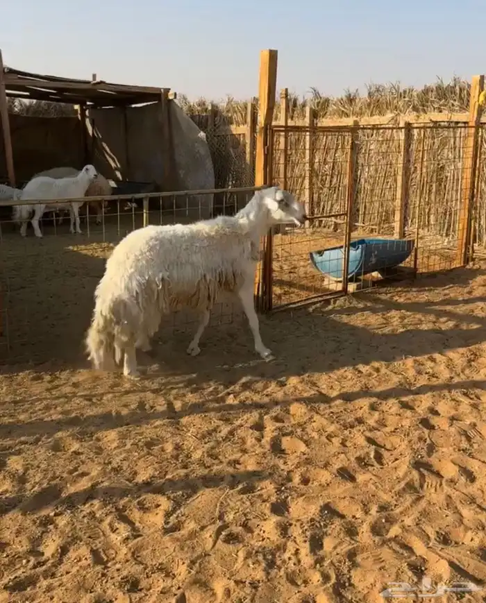 فحل حري ثني 1