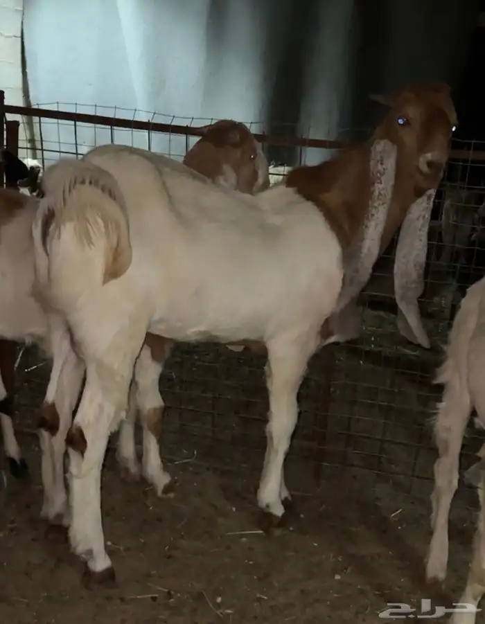 تيس جذع هولندي فاخر 1