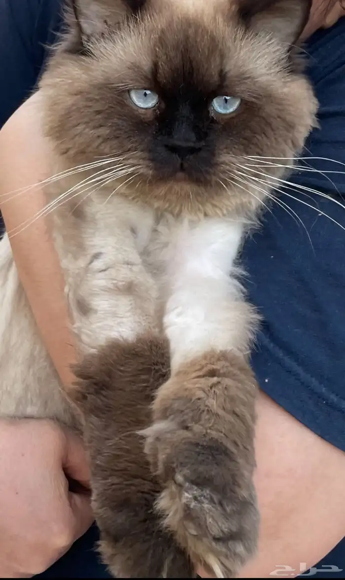 قط ضايع حي الريان 0