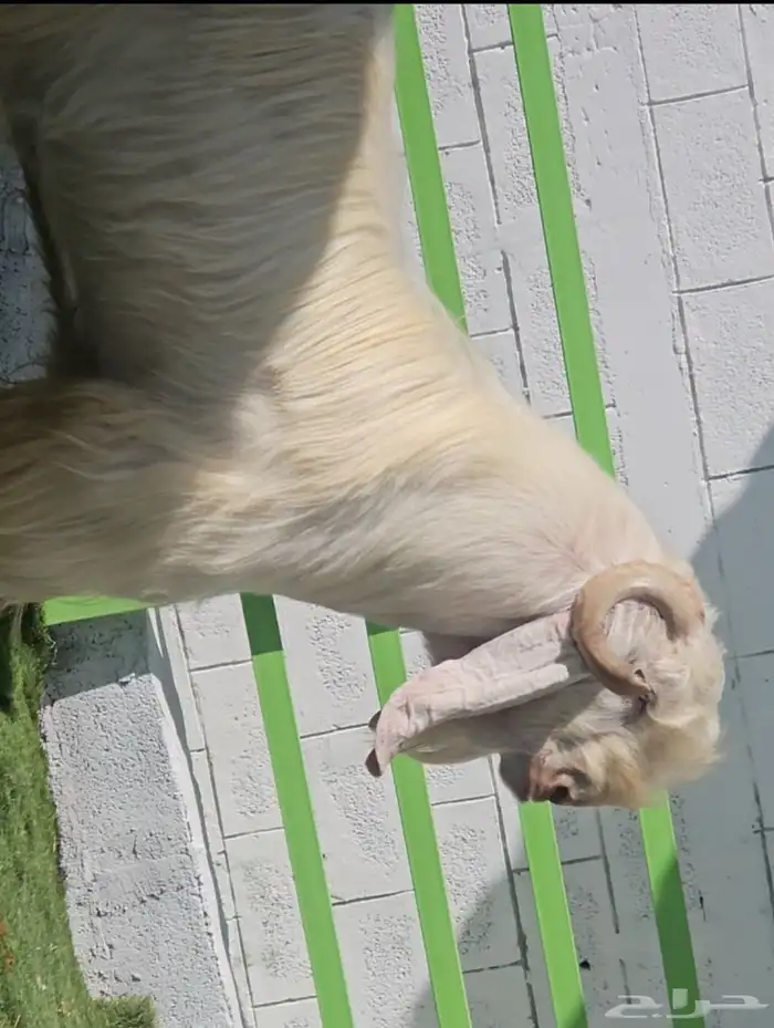 فحل مشروك ابيض كريمي ابرص فاخر من الآخر شرط القريع الحار 9