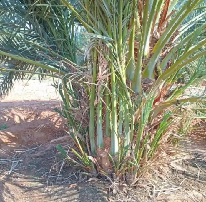يوجد لدينا نخل للبيع بجميع أنواعه من مزارع مخدومه 2