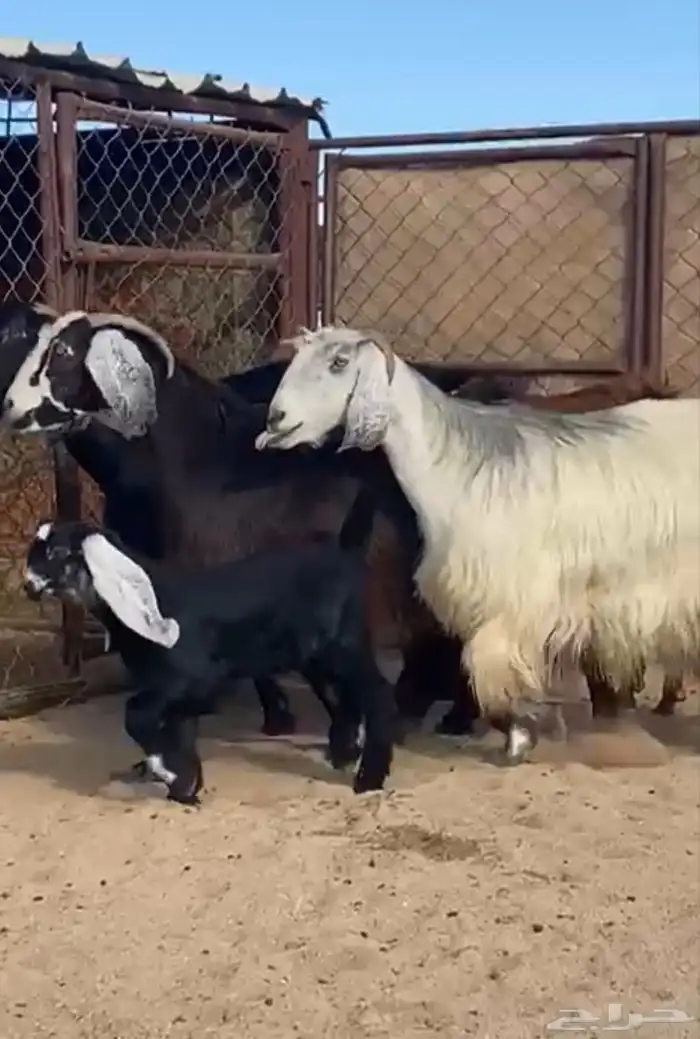 5من المعزااا صنف الصنف 0