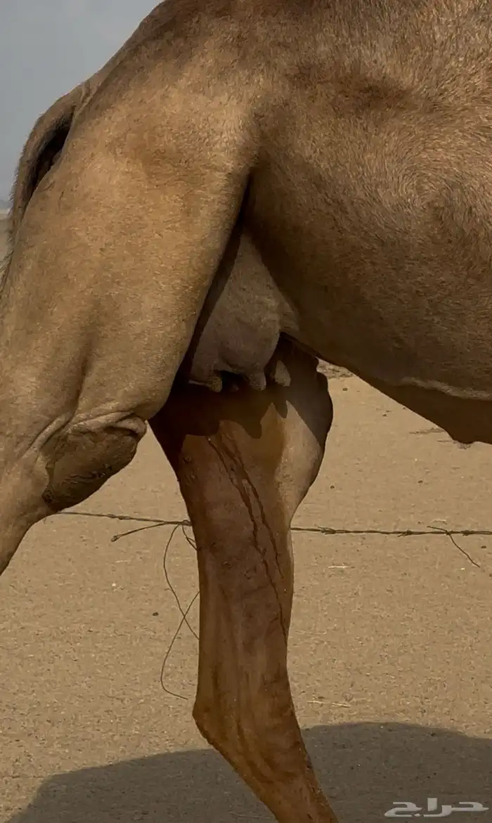 ملاقي ساحليه جرم وزين وديس 4