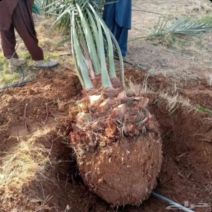 نخل للبيع نقايل جثايث خلاص صقعي سكري شيشي سلج غر برحي هلالي 4