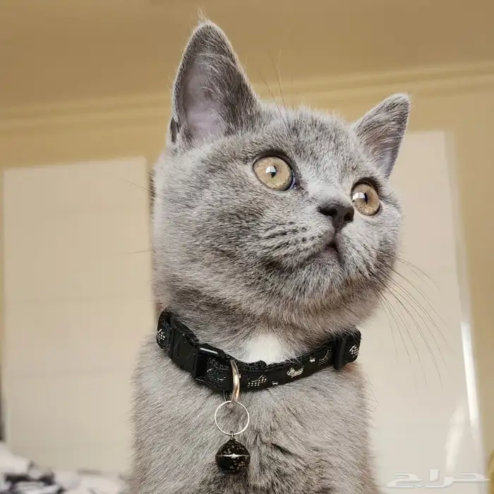 مطلوب قطه ذكر سكوتش 0