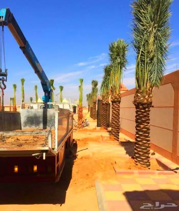 نخل مثمر نقايل جثايث نخل واشنطني اخلاص سكري برحي صقعي مجدول 6