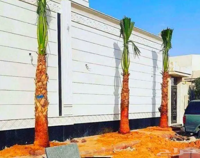 نخل مثمر نقايل جثايث نخل واشنطني اخلاص سكري برحي صقعي مجدول 8