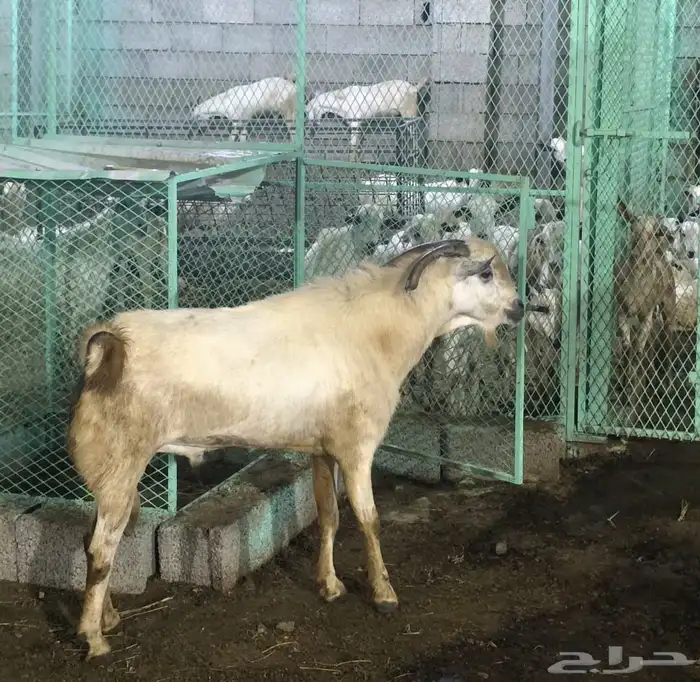 اعرض لكم تيس فحل مشروط ضراب 1