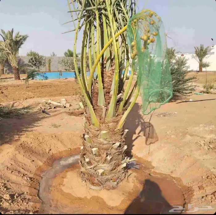 نخل للبيع نقايل جثايث خلاص صقعي سكري شيشي سلج غر برحي هلالي 1