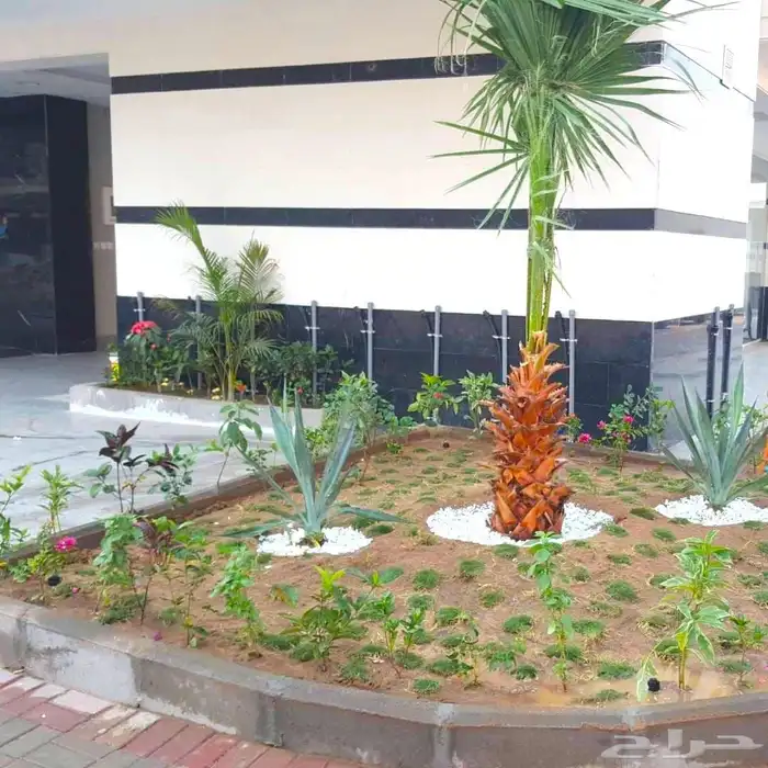 زرع طبيعي عشب طبيعي شبكات راي اشجار نباتات احواض زراعة طبيعي 9