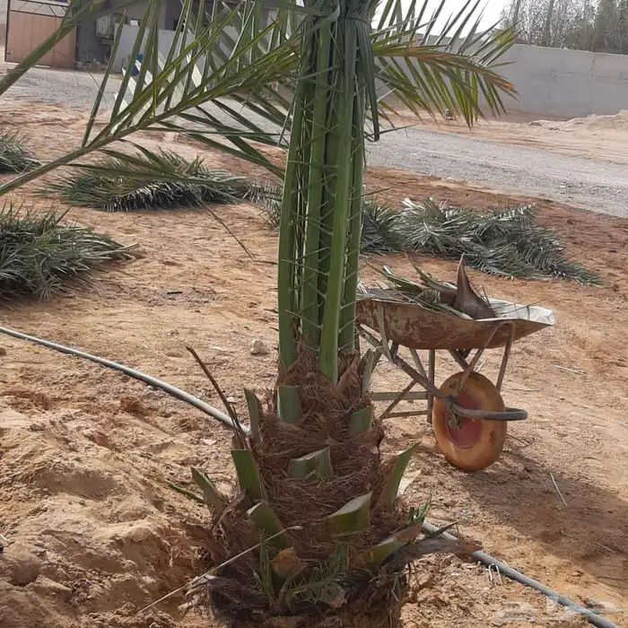 نخل عربي واشنطني خلاض برحي صقعي شيشي مجدول سكري فسايل 7
