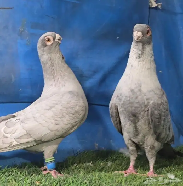 جوز قرقاطي ناعم مدلل 5