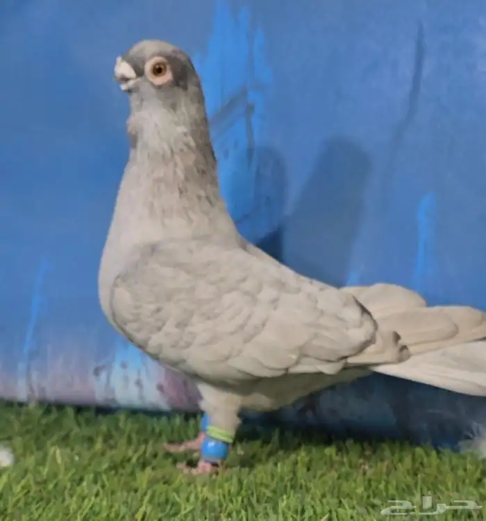 جوز قرقاطي ناعم مدلل 0