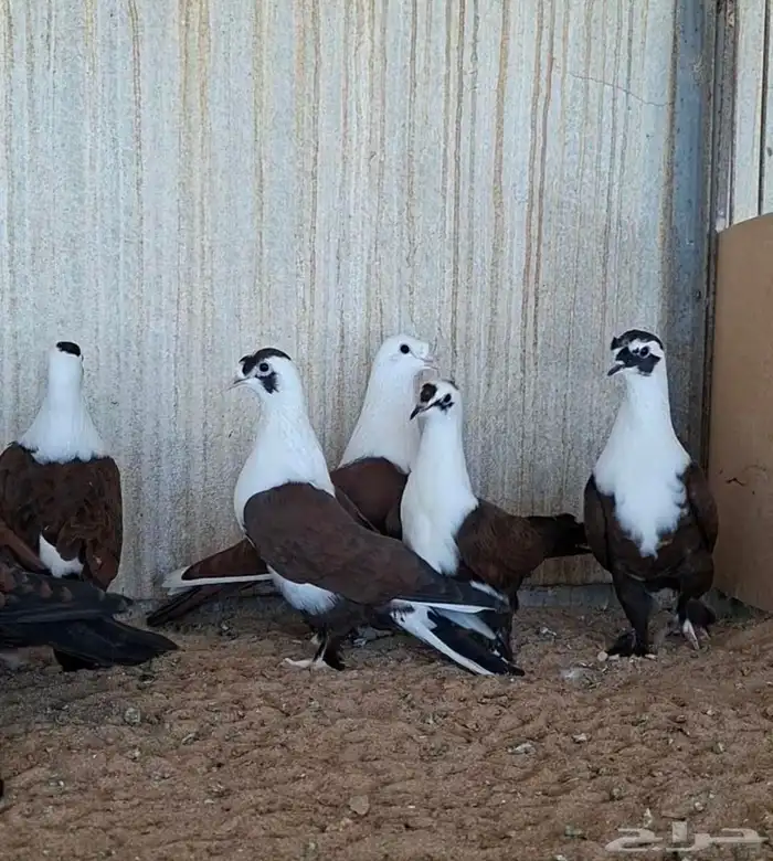 حمام لبناني (شخشرلي) 0