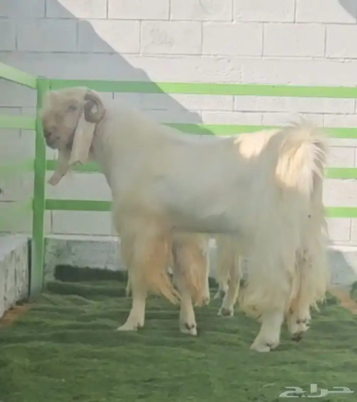 فحل مشروك ابيض كريمي ابرص فاخر من الآخر شرط القريع الحار 0