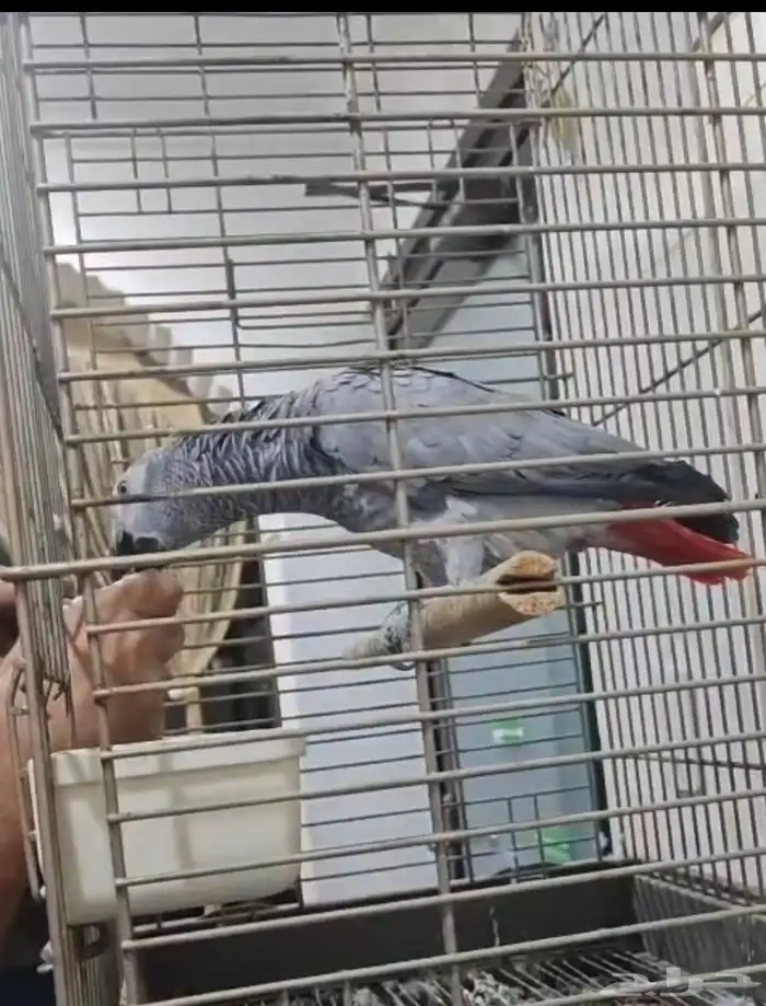 ببغاء كاسكوا أفريقي ذكر حجم سوبر جاموا اليف يقبل المسح 0