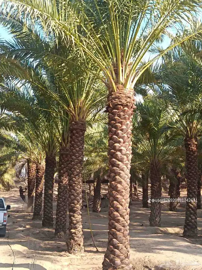 نخل للبيع جميع جميع الأنواع متوفره وجميع المقاسات.وكما يوجد 13