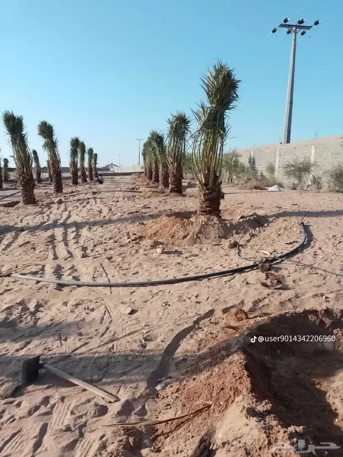 نخل للبيع جميع جميع الأنواع متوفره وجميع المقاسات.وكما يوجد 14
