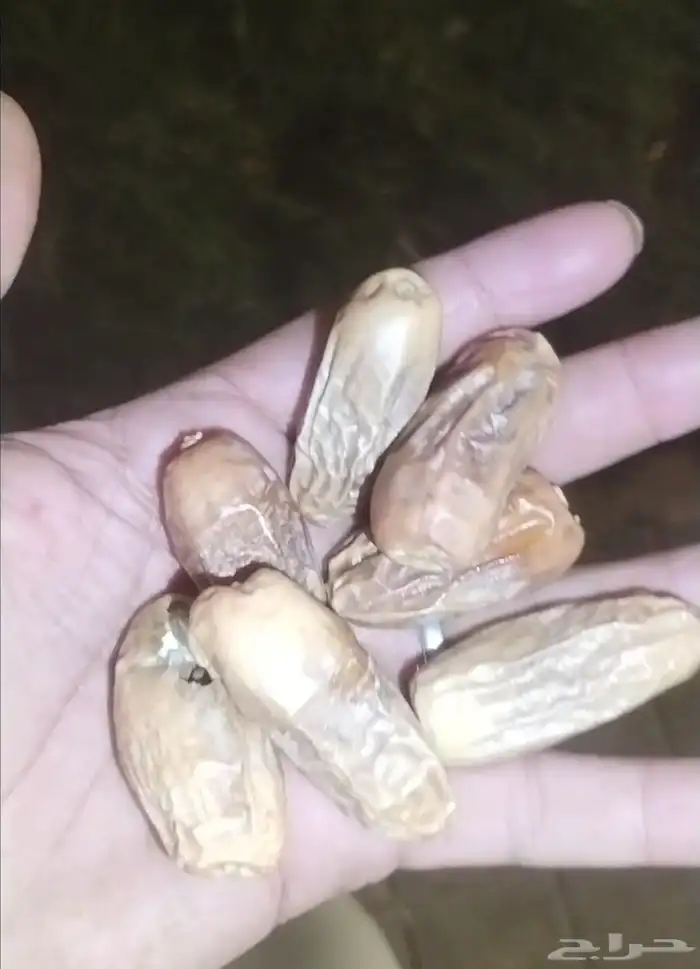 يوجد نخل بياض نجران 1