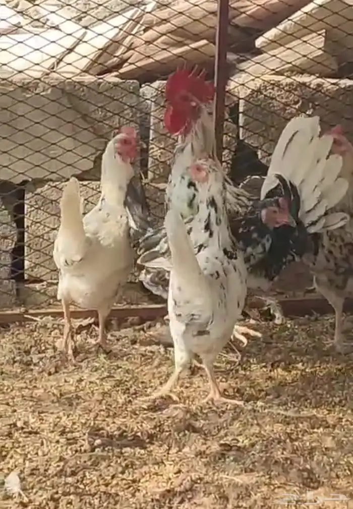 دجاج بلدي ماكنتوش 1