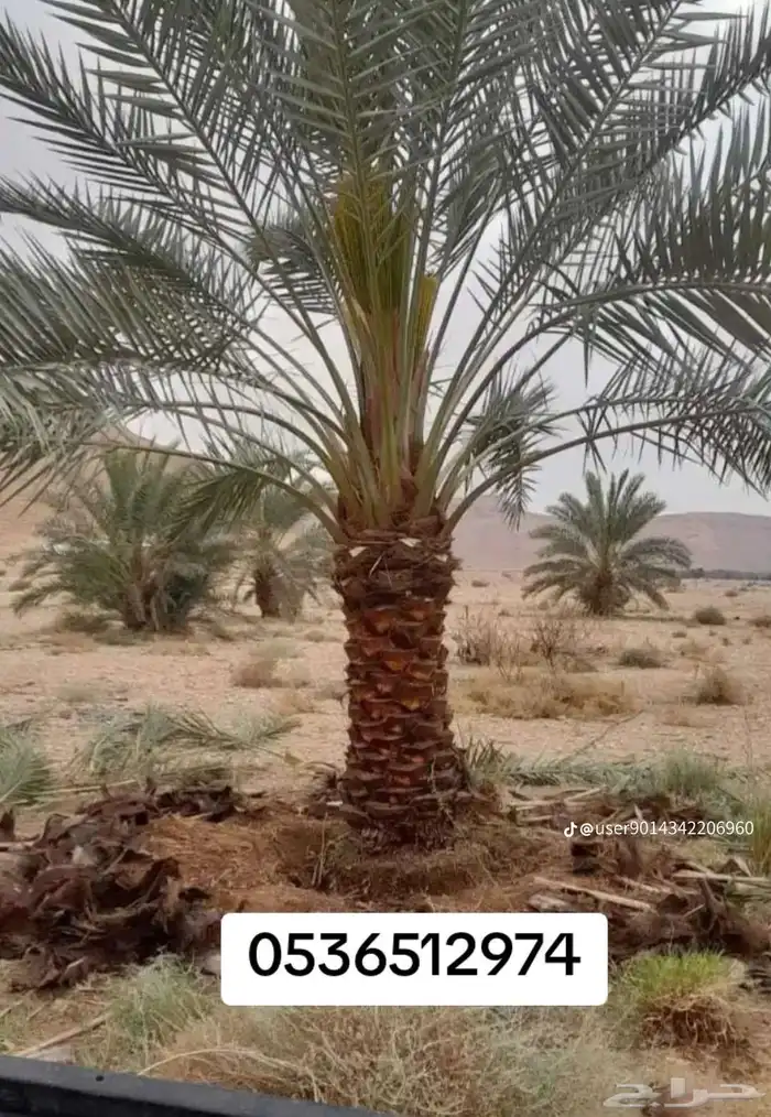 نخل للبيع جميع جميع الأنواع متوفره وجميع المقاسات.وكما يوجد 12