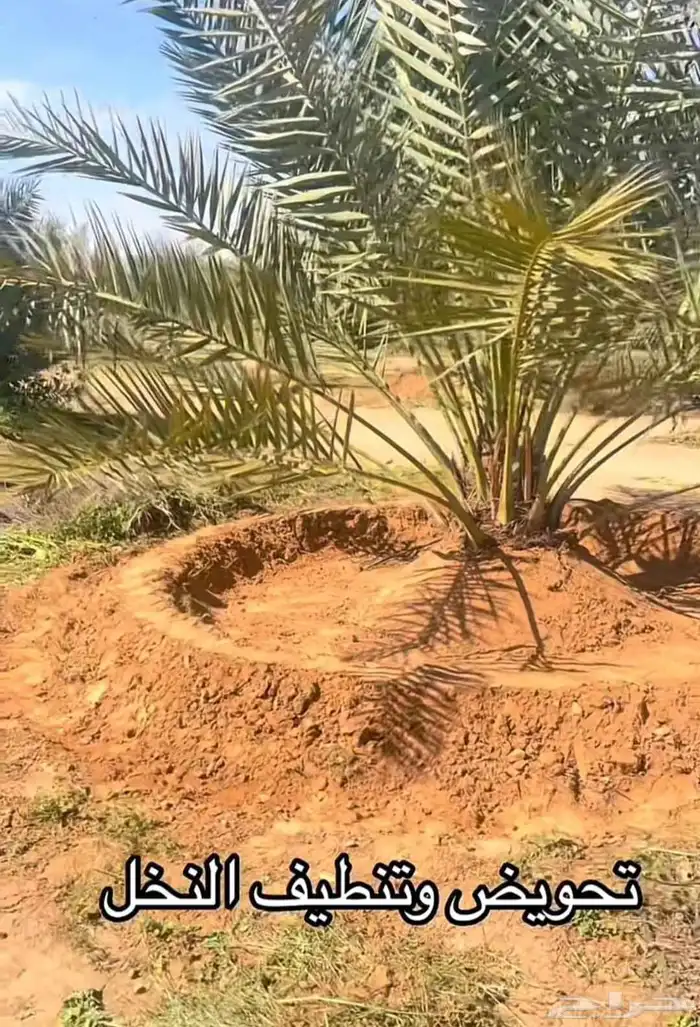 يوجد لدينا نخل للبيع بجميع أنواعه من مزارع مخدومه 0