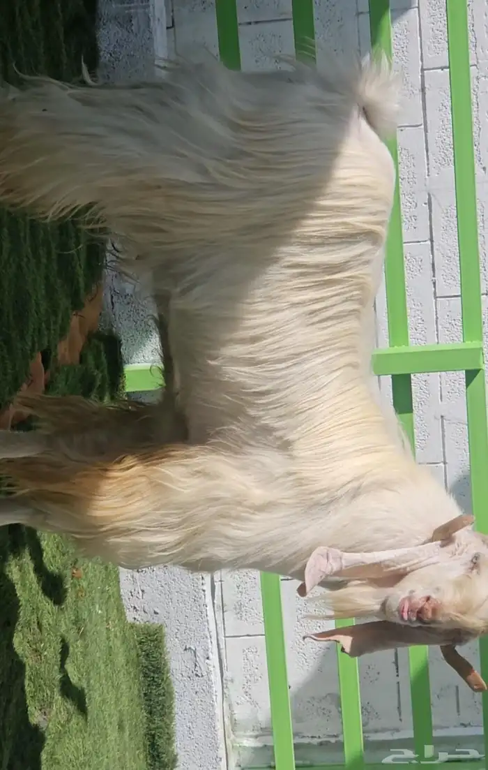 فحل مشروك ابيض كريمي ابرص فاخر من الآخر شرط القريع الحار 2