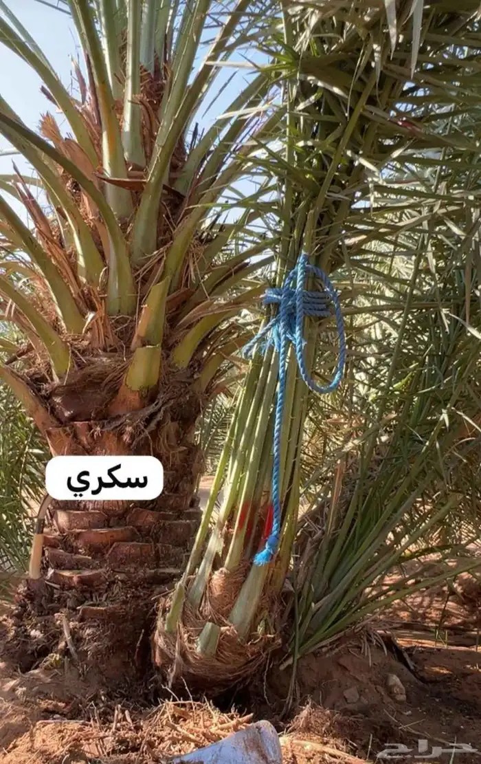 يوجد لدينا نخل للبيع بجميع أنواعه من مزارع مخدومه 1