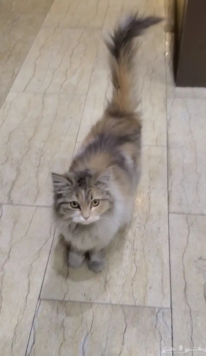 قطة للبيع 200 ريال 2