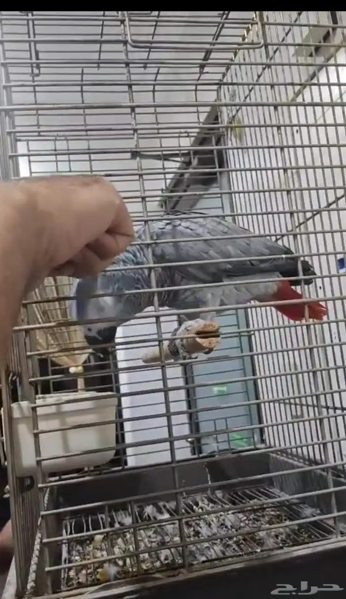 ببغاء كاسكوا أفريقي ذكر حجم سوبر جاموا اليف يقبل المسح 4