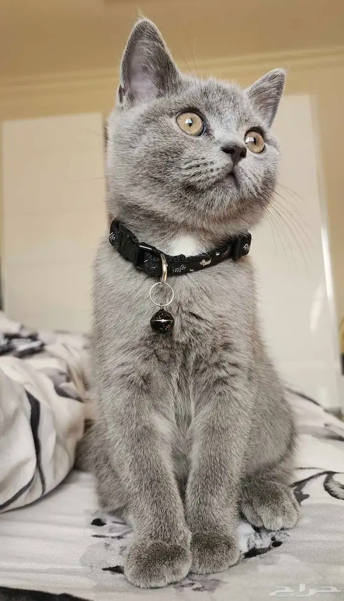 مطلوب قطه ذكر سكوتش 1