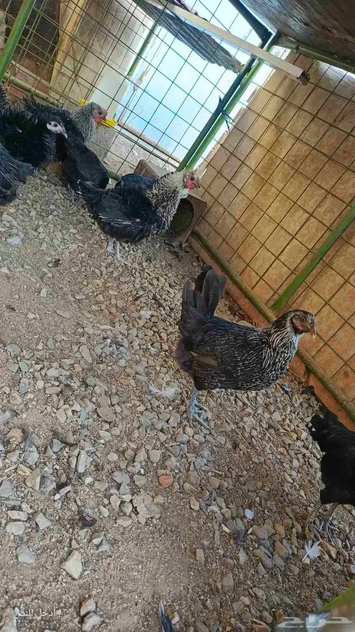 دجاج بلدي بياض 1