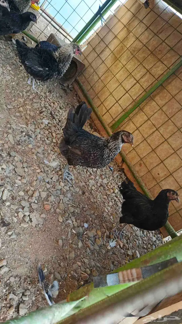 دجاج بلدي بياض 0