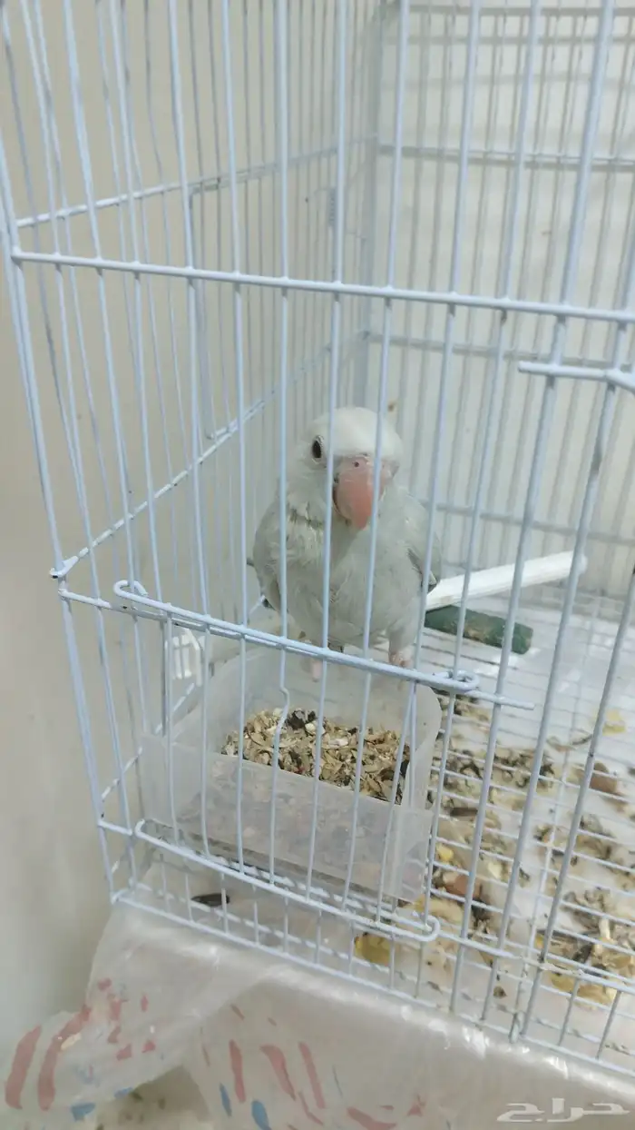 فندقة طيور أرانب بأسعار تناسب الجميع 3