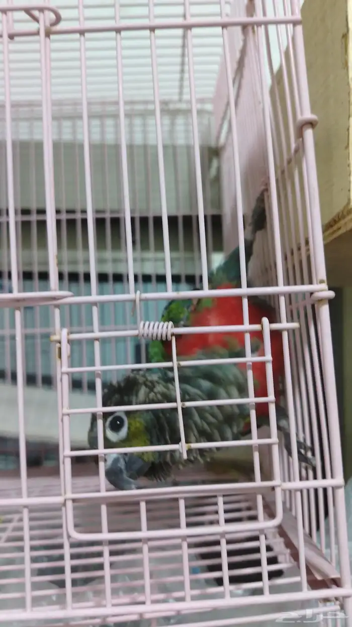 فندقة طيور أرانب بأسعار تناسب الجميع 1