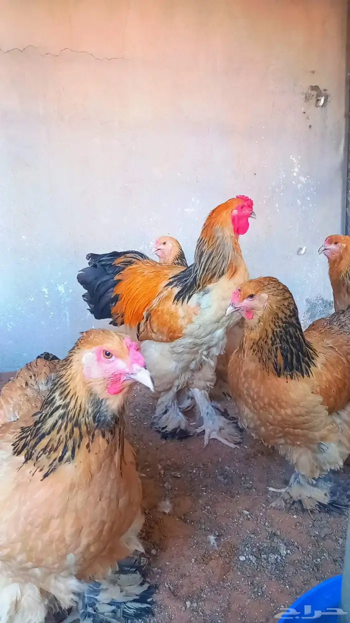 بيض براهما بف قولدا ذهبي 5