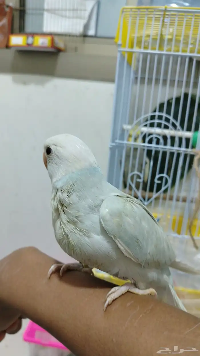 فندقة طيور أرانب بأسعار تناسب الجميع 4